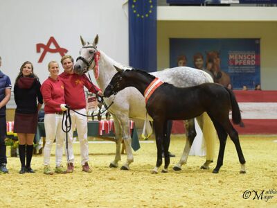 Nassera MB - Bundeschampionesse der dressurbetonten Stutfohlen 2019