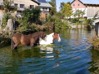 Abkühlung für die Pferde